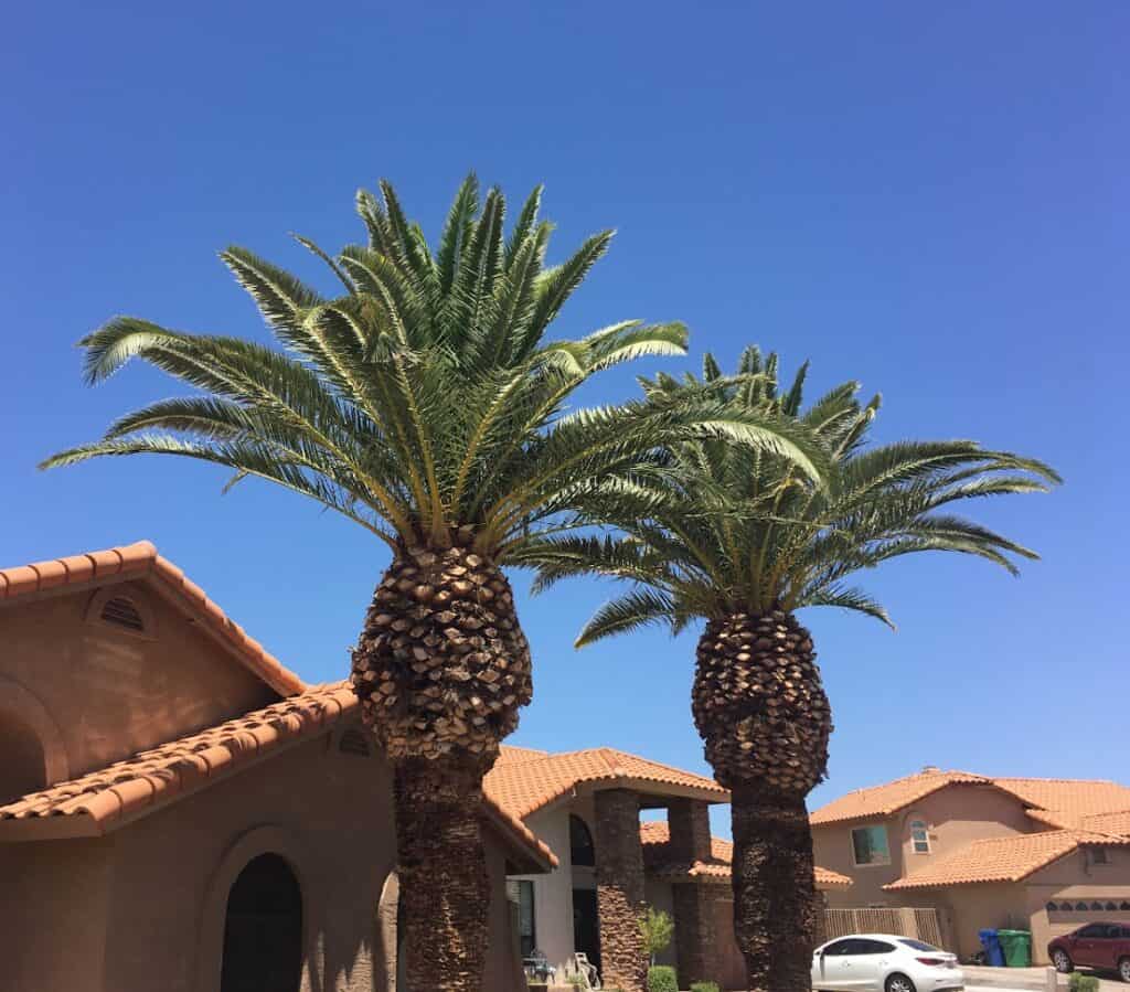 Professional Tree Service | Arizona Urban Arborist | Expert Care