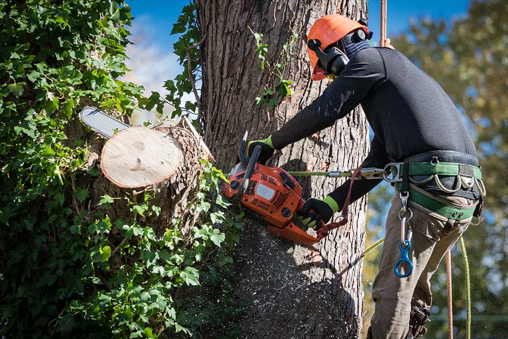 Professional Tree Service | Arizona Urban Arborist | Expert Care