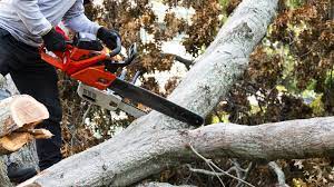 Professional Tree Service | Arizona Urban Arborist | Expert Care